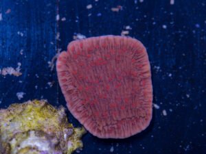 Montipora - Red Rose