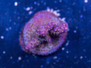 Acropora - Goosebumps