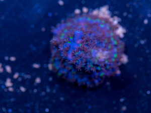 Acropora - Blue Fluffy