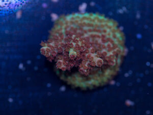Acropora - Fruity Pebbles