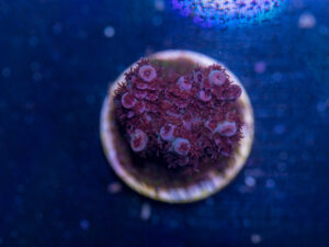 Acropora - Pink Table