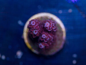 Acropora - Pink Table