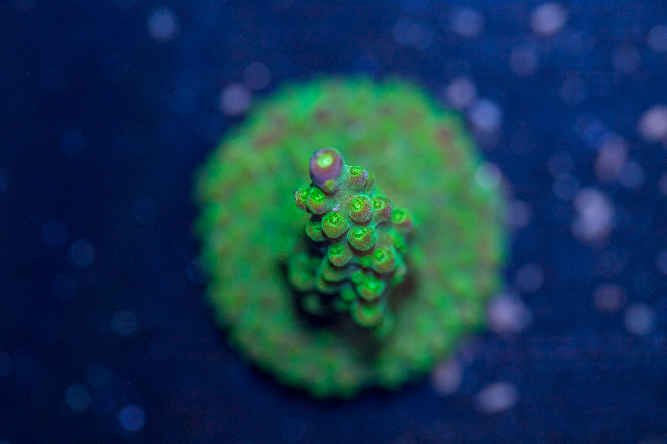 Acropora - Rainbow Loom 1 Acropora - Rainbow Loom