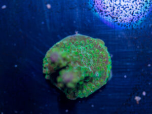 Acropora - Rainbow Loom