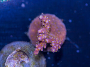 Acropora - Fireworks