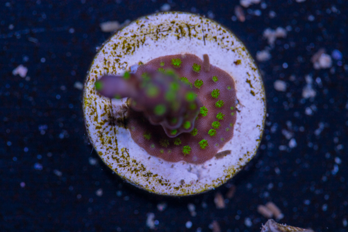 Acropora - Bonsai 1 Acropora - Bonsai