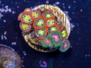 Zoanthids