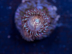 Zoanthids - Dragon Slayer