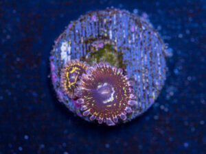 Zoanthids - Stratosphere