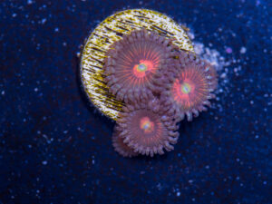 Zoanthids - God of War