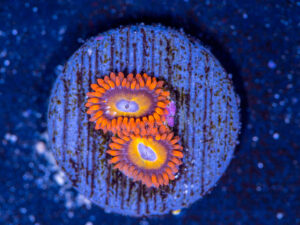 Zoanthids - BBEB