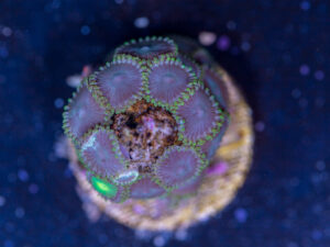 Zoanthids - Sinatra