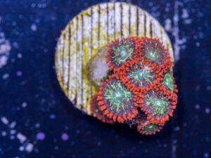 Zoanthids