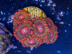Zoanthids - Speckled Krakatoa