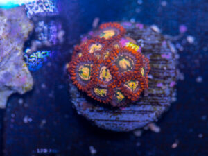 Zoanthids