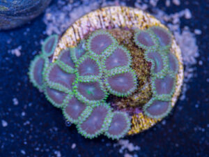 Zoanthids