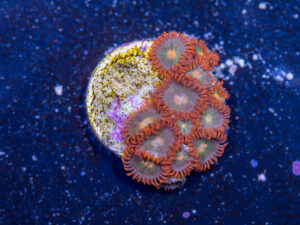Zoanthids