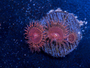 Zoanthids - Darth Maul