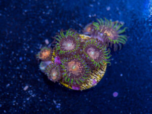 Zoanthids - Texas Grim Reaper