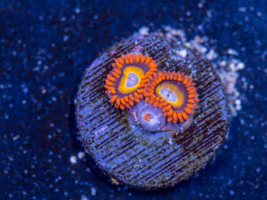 Zoanthids - BBEB