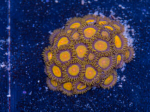 Zoanthids - King Midas