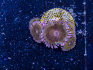 Zoanthids - Chiquita