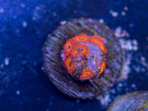 Zoanthids - Diabolique