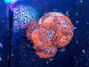 Zoanthids - Utter Chaos