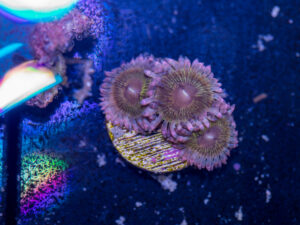 Zoanthids - Chiquita