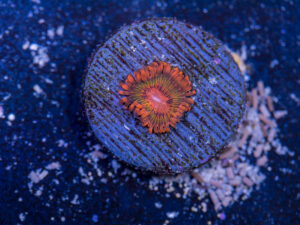 Zoanthids - Speckled Krakatoa