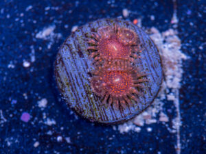 Zoanthids - Darth Maul