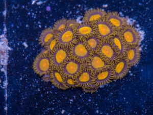 Zoanthids - King Midas