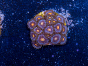 Zoanthids - Blow Pop