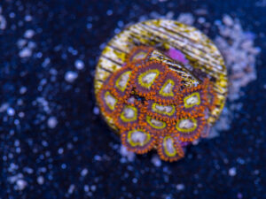Zoanthids