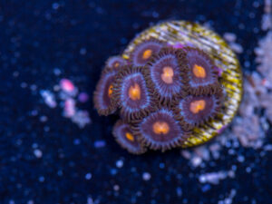 Zoanthids - Blow Pop