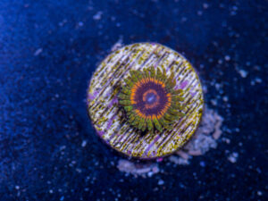 Zoanthids - Adonis