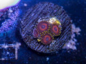 Zoanthids