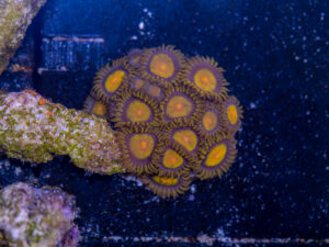 Zoanthids - King Midas