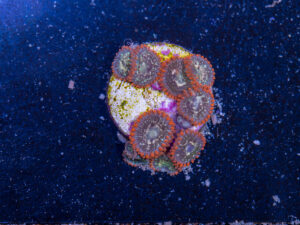 Zoanthids