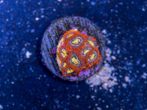 Zoanthids