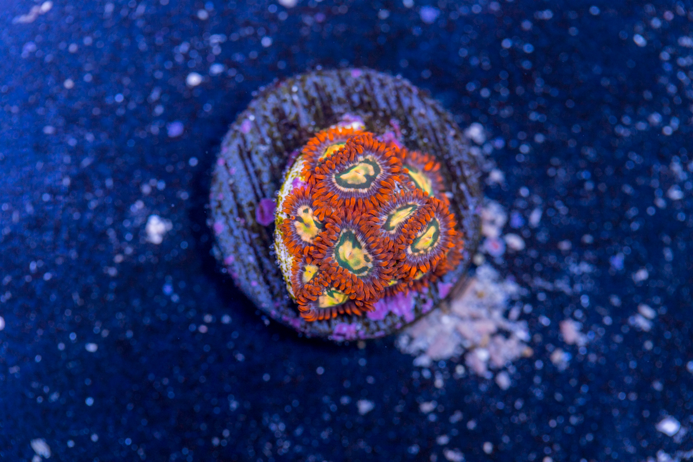 Zoanthids 1 Zoanthids