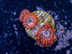 Zoanthids - Utter Chaos