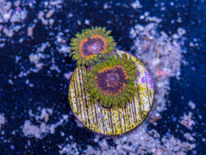 Zoanthids - Adonis