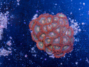 Zoanthids - Gatorade