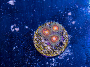 Zoanthids - Rainbow Incinerator