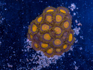 Zoanthids - King Midas
