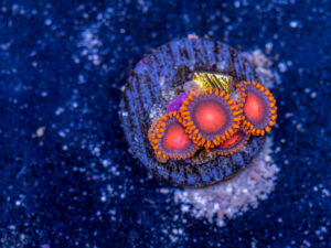 Zoanthids - Bam Bam