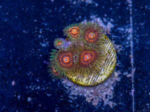 Zoanthids - Rainbow Incinerator
