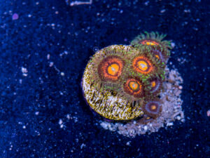 Zoanthids - Rainbow Incinerator