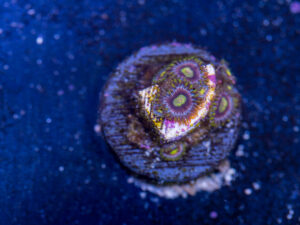 Zoanthids